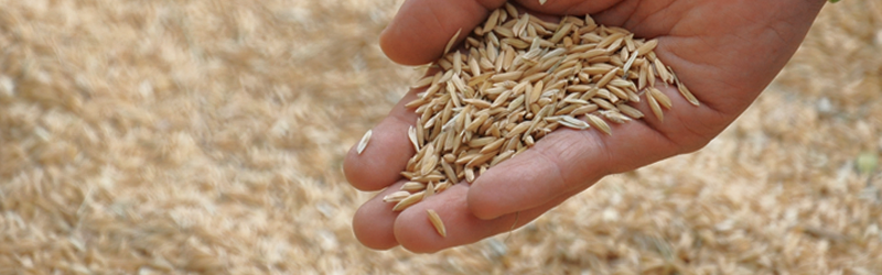 Encuesta nacional de arroz mecanizado (ENAM) Históricos